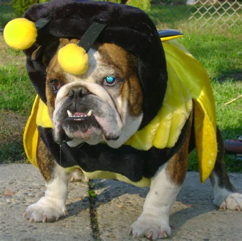 english bulldog halloween|English Bulldog Costumes .